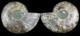 Cut & Polished Ammonite Fossil - Agatized #49912-1